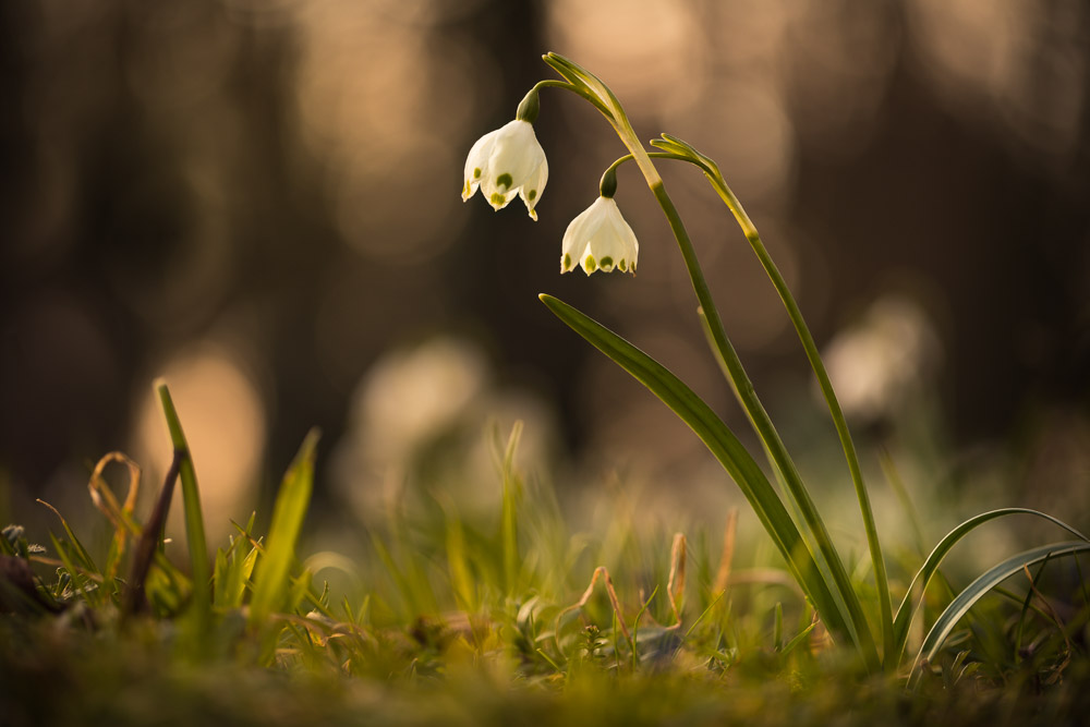 Platz 9 Anton Kienle